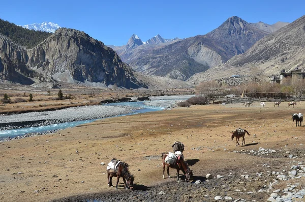 Nepal, trekking w Himalajach. Góry krajobraz — Zdjęcie stockowe