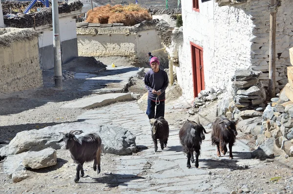 Nepal, Himalayas, November, 08, 2012. Shepherd and goats on the street of Jomsom city,the capital of Manang provinsion — Stock Photo, Image