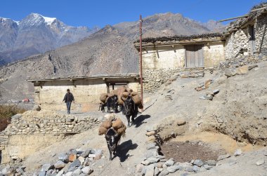 Jomson, Nepal, 08 Kasım 2012. Jonson - capital Region'deki Nepal Manang kenti sokakta keçi sürüsü ile çoban