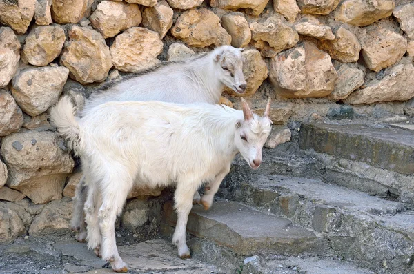 Beyaz Keçileri Yakınındaki Taş Duvar Basamaklarda — Stok fotoğraf