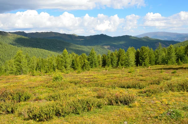 Russia, montagne dell'Altai, taiga sotto il passo di Aroy, altopiano Yeshtykel — Foto Stock