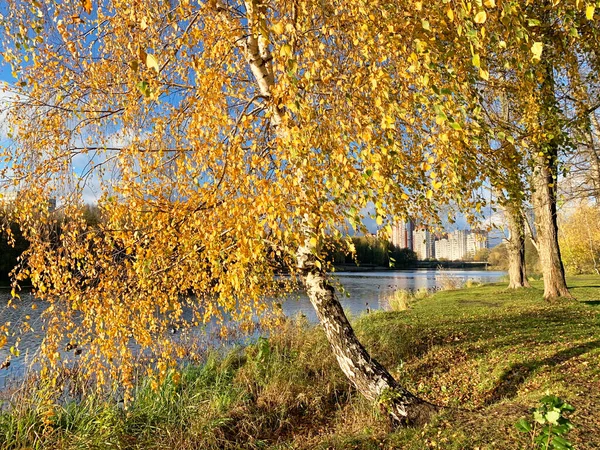 Vidoeiro Com Folhas Amarelas Margem Rio Pekhorka Moscovo Cidade Balashikha — Fotografia de Stock