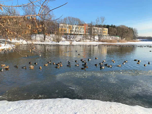 Ryssland Moskva Regionen Staden Balashikha Ankor Vid Pekhorka Älv Vintern — Stockfoto