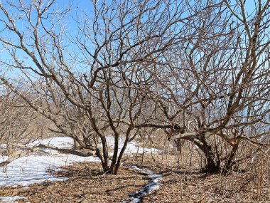 Rusya, Vladivostok. Shkot adasındaki yaprak döken orman.
