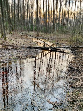 Meschera, ilkbaharda ormanda akan nehirler. Rusya, Vladimir bölgesi