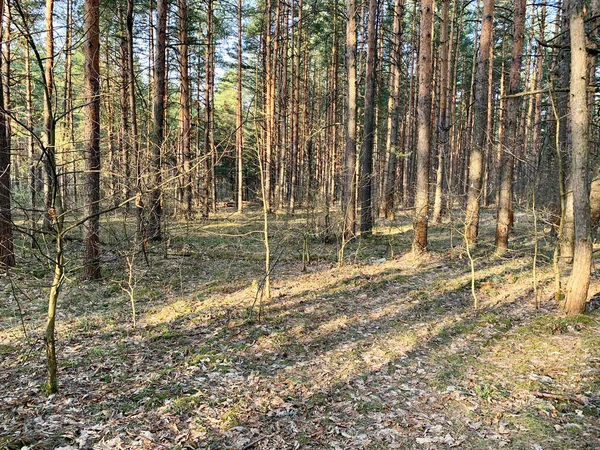 Meshchera Foresta Primaverile Mattino Russia — Foto Stock