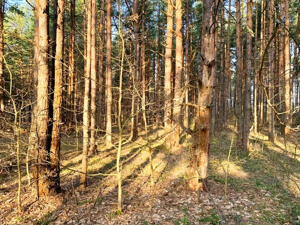 Meshchera 早上的春天森林 俄罗斯 — 图库照片