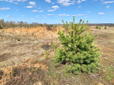 Moskova bölgesinin Naro Fominsky bölgesindeki bir taş ocağının kenarındaki tüylü bir Noel ağacı.