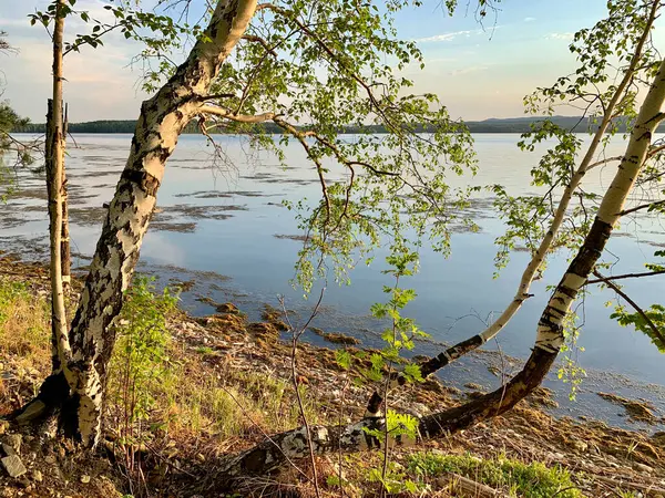 Rusko Cheljabinsk Region Birches Břehu Krásného Jezera Uvildy Slunečném Jarním — Stock fotografie