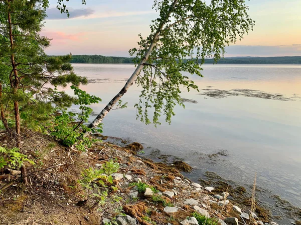 Rusko Cheljabinsk Region Birch Břehu Krásného Jezera Uvildy Slunečném Jarním — Stock fotografie