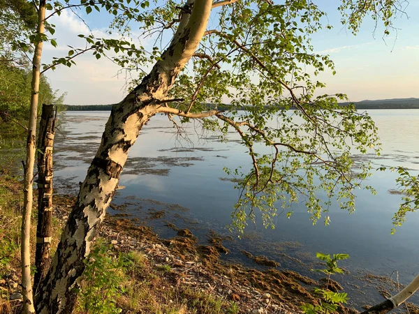 Russia Chelyabinsk Region Birch Bent Water Island Elm Lake Uvildy — Stock Photo, Image