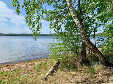  Rusya, Chelyabinsk bölgesi. Güneşli bahar havasında Uvildy Gölü 'nde yaprak döken ağaçlarla Elm (Vyazovy) adası