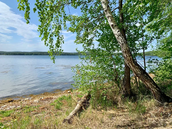 俄罗斯 车里雅宾斯克地区 春天里阳光明媚的Elm Vyazovy 在乌韦尔迪湖上生长落叶树 — 图库照片