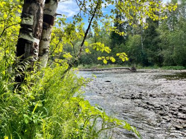 Yazın Auspiya Nehri. Rusya, Kuzey Uralları