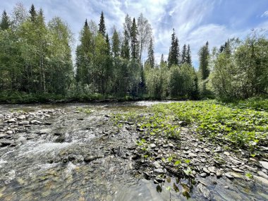 Yazın Auspiya Nehri. Rusya, Kuzey Uralları
