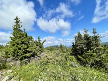 Ural Dağları 'nın yaz manzarası. Rusya 