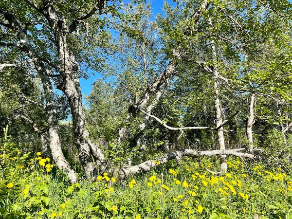 Forest Zone Mountains Northern Ural Sunny Summer Day Russia — 스톡 사진