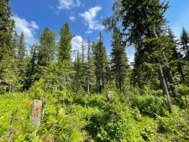 Dyatlov geçidine tırmanırken orman bölgesi. Rusya, Kuzey Uralları