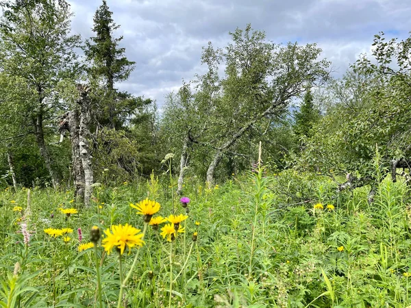Ural Dağları 'nın yaz manzarası. Hava bulutlu. Rusya 