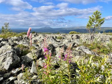 Kuzey Urallar 'ın dağlarındaki orman-tundra bölgesi. Rusya