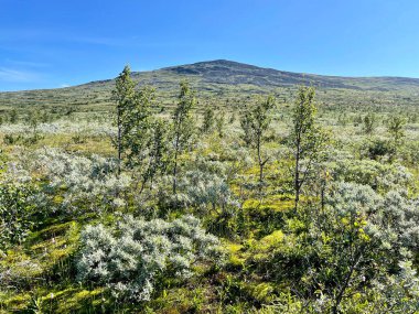 Temmuz 'da Ezilmiş Taş Dağı yakınlarındaki dağ sığınağı civarındaki Ural Dağları' nın görüntüsü. Kuzey Urallar, Rusya
