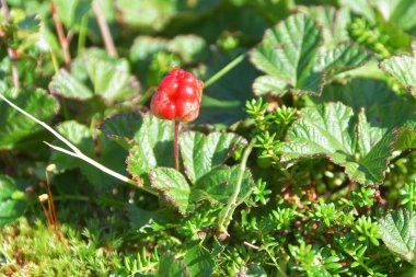 Kuzey Urallar 'ın dağlarında Knyazhenika üzümü (Latin Rubus arcticus)