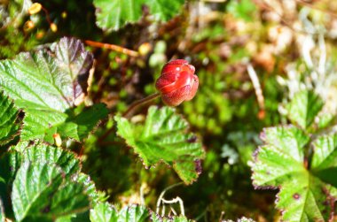 Kuzey Urallar 'ın dağlarında Knyazhenika üzümü (Latin Rubus arcticus)