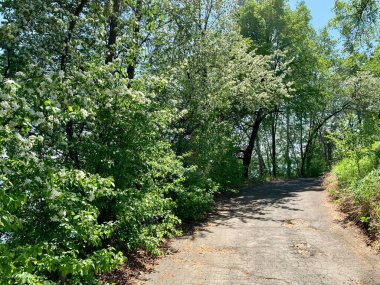 Rusya 'nın Vyazovy adasında, Chelyabinsk bölgesinde Uvildy Gölü kıyısında yürüyüş izleri var.