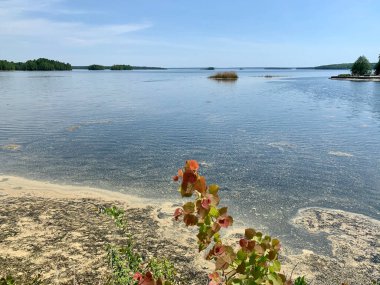 Güney Uralları. Doğal bir anıt, açık havada bir yaz gününde güzel bir Uvildy gölüdür. Çamurlu bir sahilin parçası.