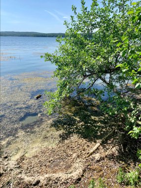 Güney Uralları. Doğal bir anıt, açık havada bir yaz gününde güzel bir Uvildy gölüdür. Çamurlu bir sahilin parçası.