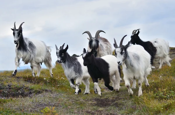 Las cabras en el pasto de montaña — Foto de Stock