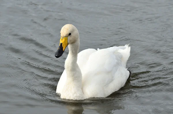 Mall (tundra) Swan in the pond — Stock Photo, Image