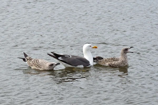 Goéland Goéland à dos noir avec poussins adultes dans l'étang — Photo