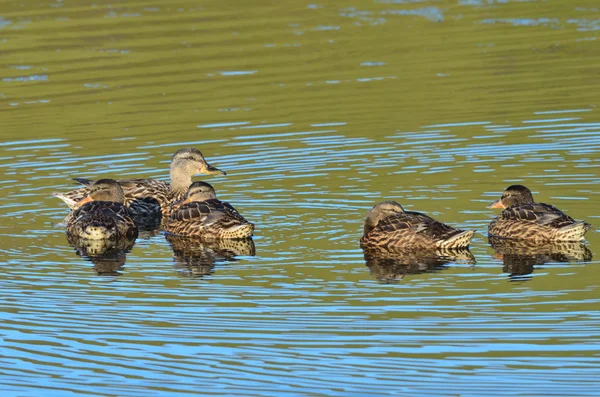 Enten auf dem See — Stockfoto