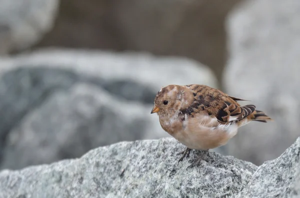 Исландия, маленькая птичка на камне - снег Бантинг (лат. Клетчатка обыкновенная ) — стоковое фото