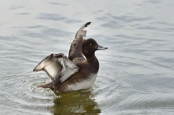 Pato adornado na lagoa — Fotografia de Stock