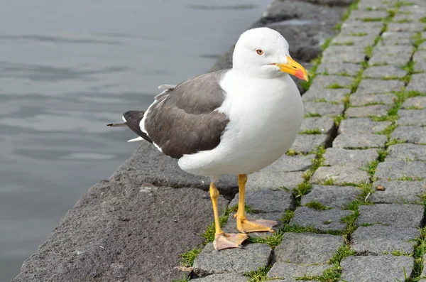 Gaviota en el lago —  Fotos de Stock