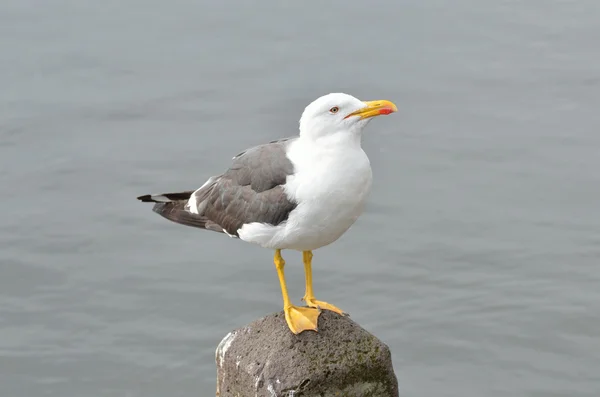 Gull on the lake — Stock Photo, Image