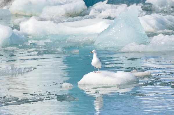 Buzul göl Jokulsaurloun, İzlanda — Stok fotoğraf