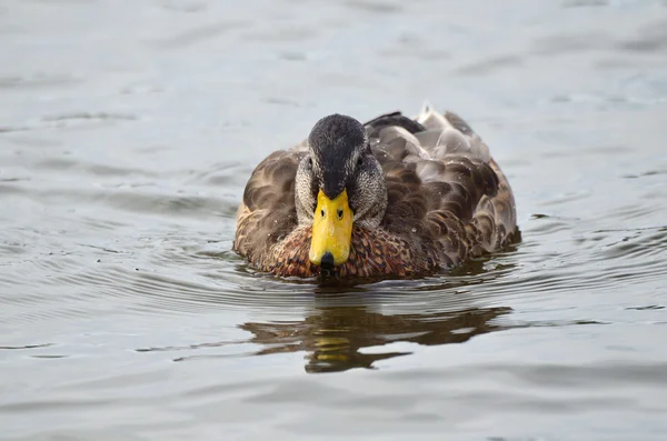 Canard sur le lac par temps nuageux — Photo