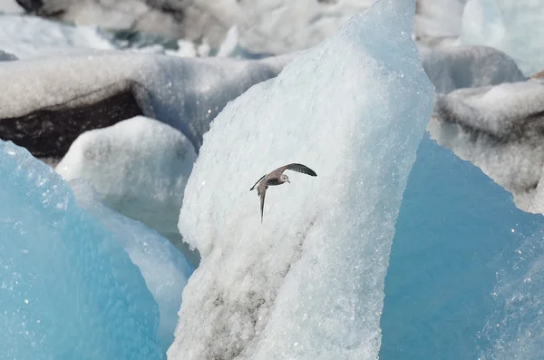 İzlanda buzul lagün Jokulsarlon — Stok fotoğraf