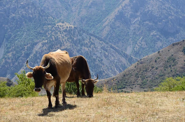 Vacas en el pasto en las montañas de Armenia — Foto de Stock