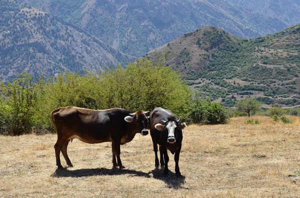 Vacas en el pasto en las montañas de Armenia — Foto de Stock