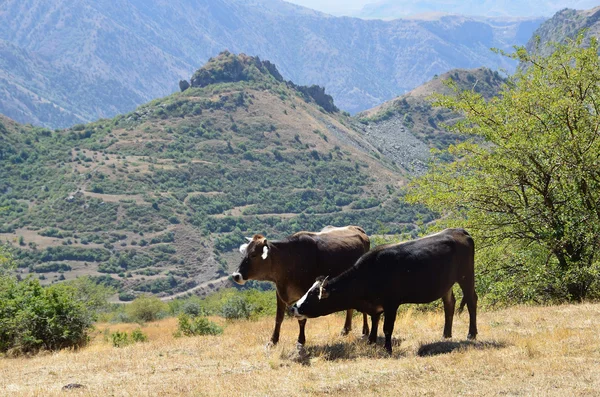 Mucche al pascolo sulle montagne dell'Armenia — Foto Stock