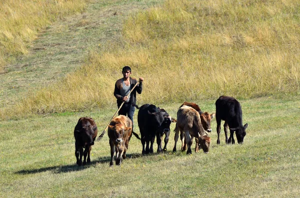 亚美尼亚、 牧羊人和山区牧场上的牛群 — 图库照片