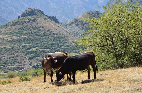 Mucche al pascolo sulle montagne dell'Armenia — Foto Stock
