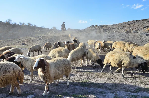 A shepherd driving a flock of sheep on the road in the mountains of Armenia — Stock Photo, Image