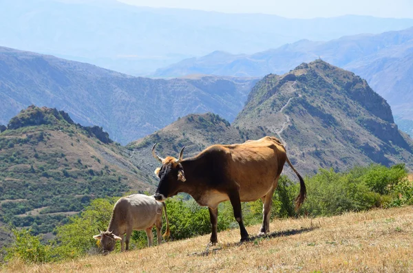 Cows on the pasture in mountains of Armenia — Stock Photo, Image