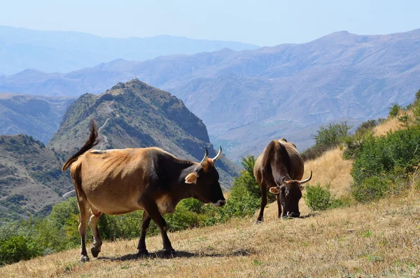 在亚美尼亚山区牧场上的牛 — 图库照片