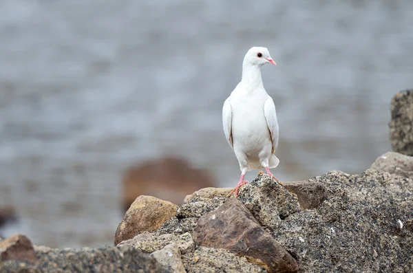 Paloma blanca en una roca en la orilla del lago —  Fotos de Stock